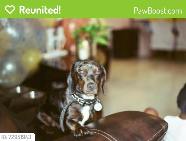 Reunited Male Dog last seen Near SW 68th Terrace, Miramar, FL 33023