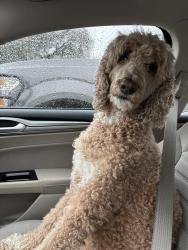 Reunited Female Dog last seen Elgin and Crawford, Houston, TX 77004