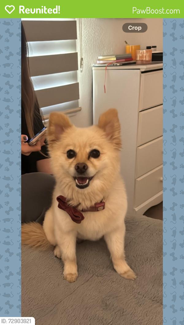 Reunited Female Dog last seen 83rd ave and Indian school , Phoenix, AZ 85033