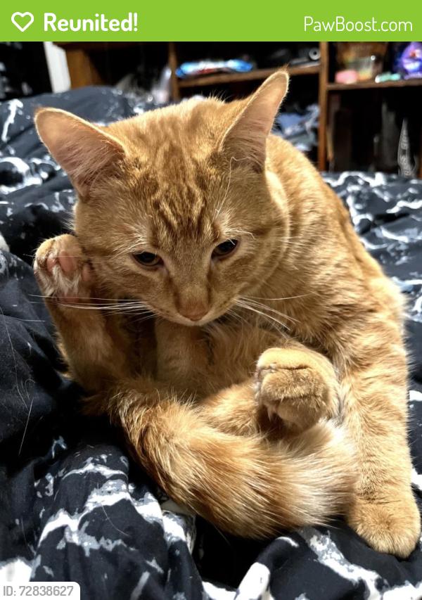 Reunited Male Cat last seen Nicollet and Franklyn, Minneapolis, MN 55403