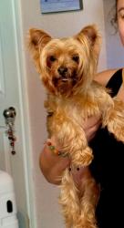 Reunited Female Dog last seen Potranco & Talley Rd, San Antonio, TX 78213
