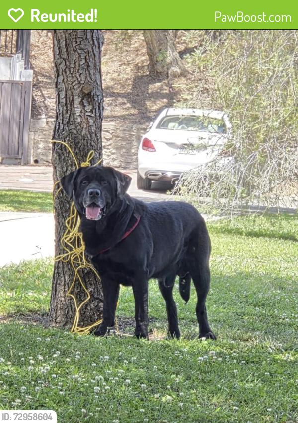 Reunited Male Dog last seen Hillcrest Park near the Red Cross Building, Fullerton, CA 92832