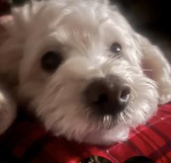 Lost Male Dog last seen St. Paul near 7th Street St E, Saint Paul, MN 55106