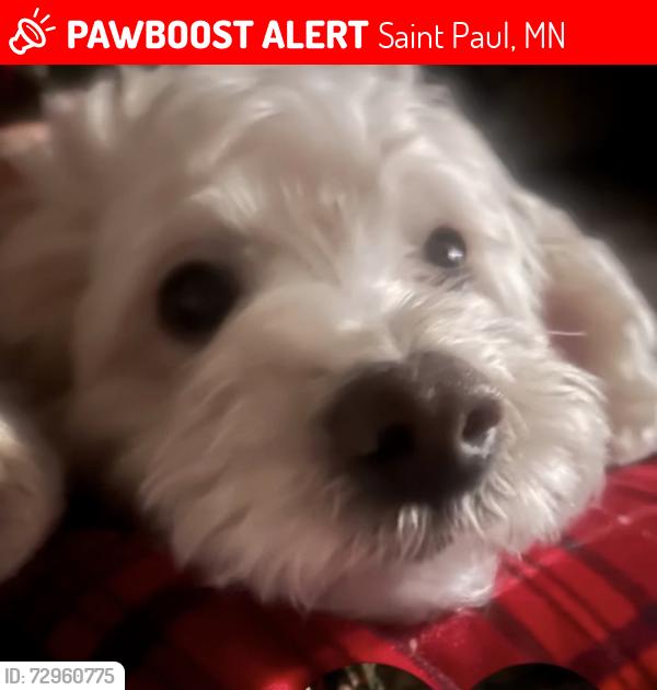 Lost Male Dog last seen St. Paul near 7th Street St E, Saint Paul, MN 55106