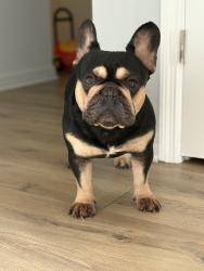 Lost Male Dog last seen Near Atlantic , Margate, FL 33063