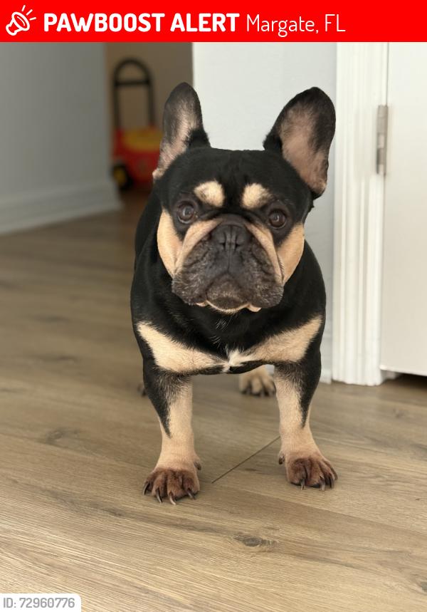 Lost Male Dog last seen Near Atlantic, Margate, FL 33063