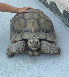 Lost Male Reptile last seen Eagle Canyon Elementary, Chino Hills, CA 91709