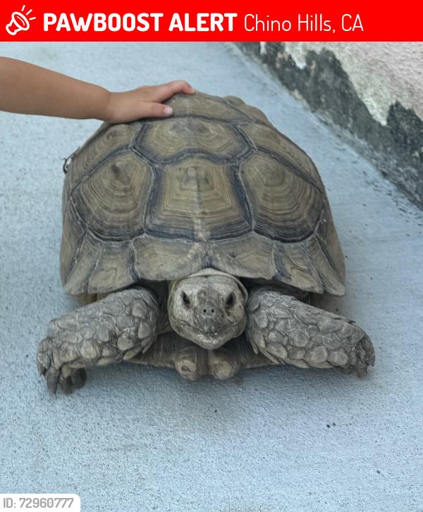 Lost Male Reptile last seen Eagle Canyon Elementary, Chino Hills, CA 91709