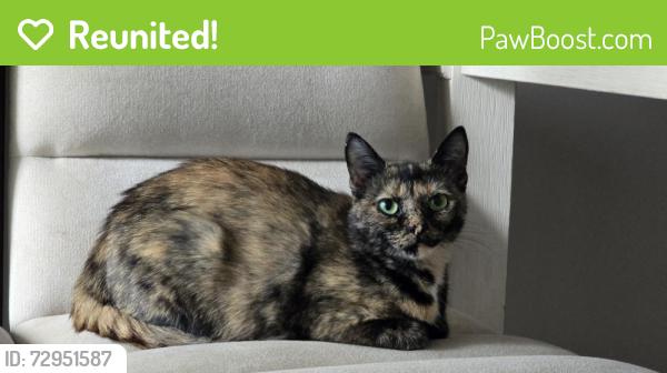Reunited Female Cat last seen Biltmore Park Trail, Asheville, NC 28704