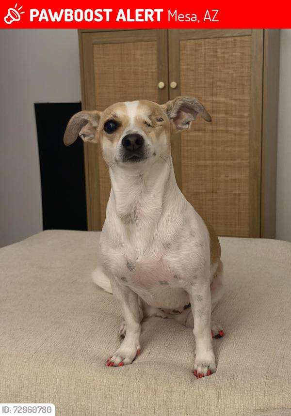 Lost Female Dog last seen University Dr, Meridian Rd, Mesa, Mesa, AZ 85207