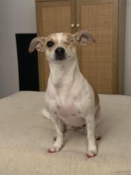 Lost Female Dog last seen University Dr, Meridian Rd, Mesa, Mesa, AZ 85207