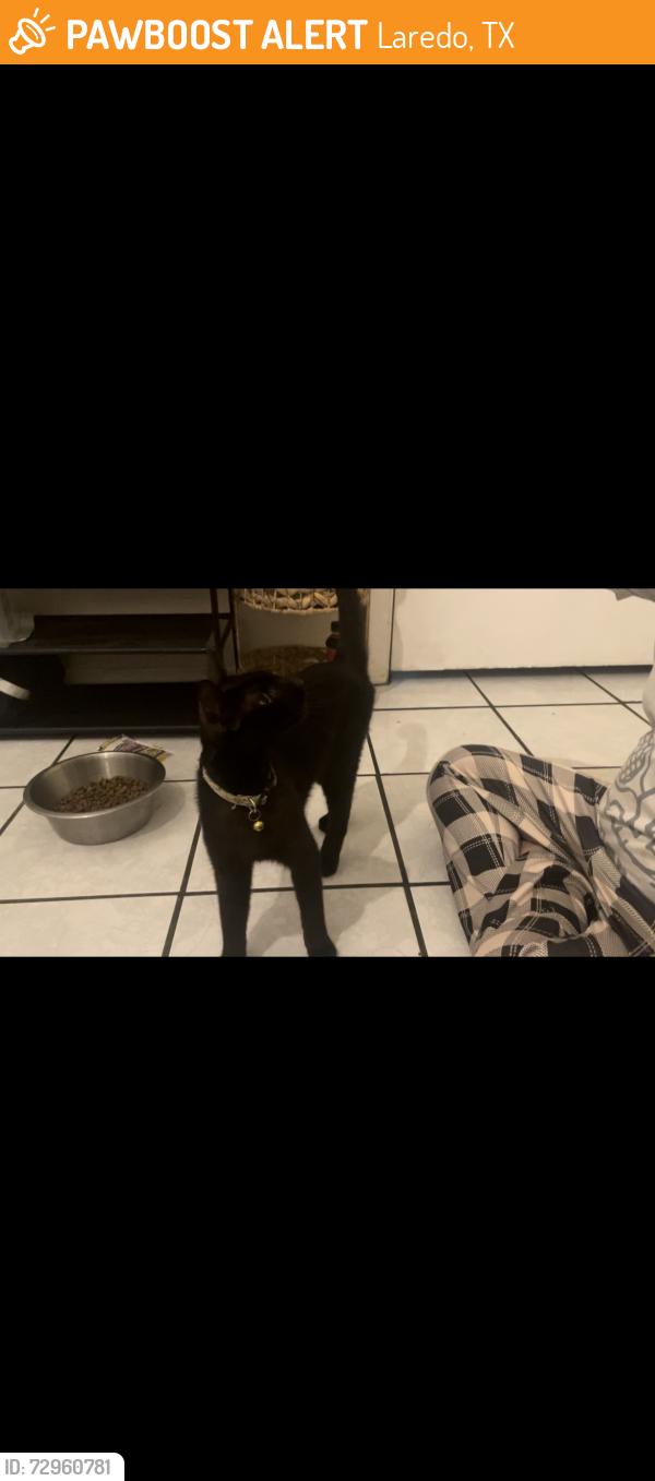 Found/Stray Male Cat last seen Near Okane st , Laredo, TX 78040