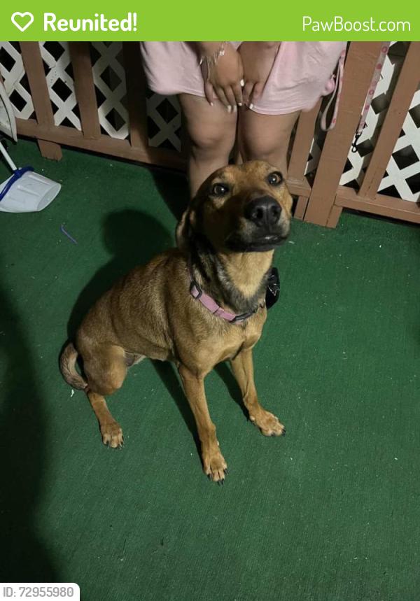 Reunited Female Dog last seen Near 25th St E, Lancaster, CA 93535, USA, Lancaster, CA 93535