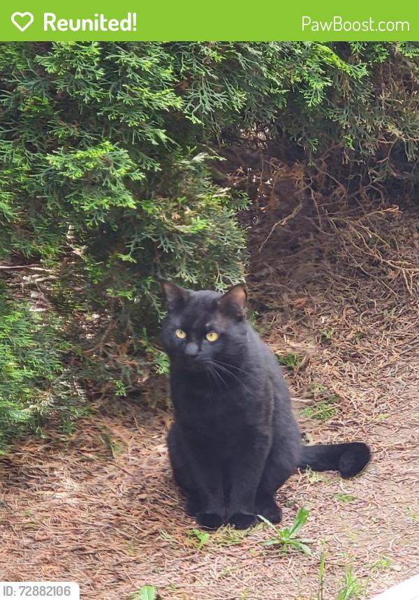 Reunited Male Cat last seen Reynolds high school, Troutdale, OR 97060
