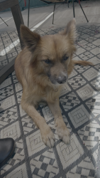 Found/Stray Female Dog last seen Colorado and Eagle Rock Blvd, Los Angeles, CA 90041