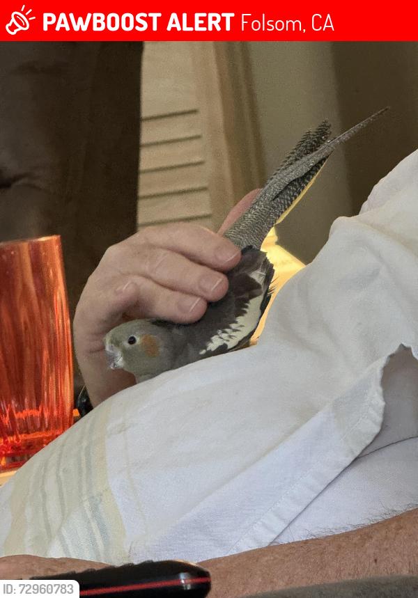 Lost Female Bird last seen Lost Creek and Carmody Folsom, Folsom, CA 95630