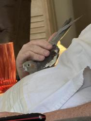Lost Female Bird last seen Lost Creek and Carmody Folsom, Folsom, CA 95630
