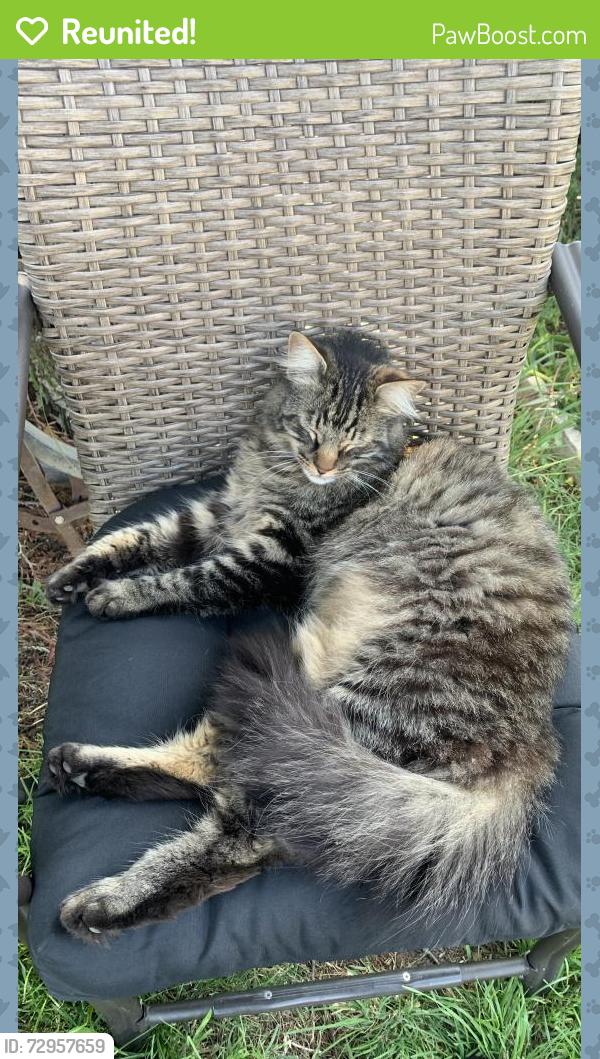 Reunited Male Cat last seen Old Town Elk Grove- Mardelle Way and Jan Marie Way, Elk Grove, CA 95624