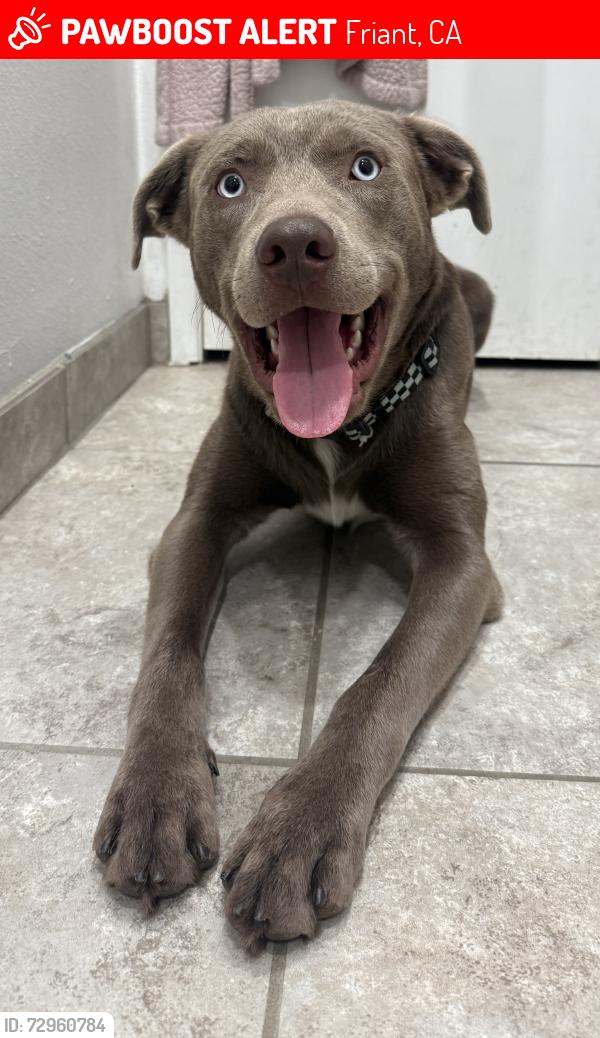 Lost Male Dog last seen Friant and Audubon 93720, Friant, CA 93626