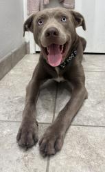 Lost Male Dog last seen Friant and Audubon 93720, Friant, CA 93626