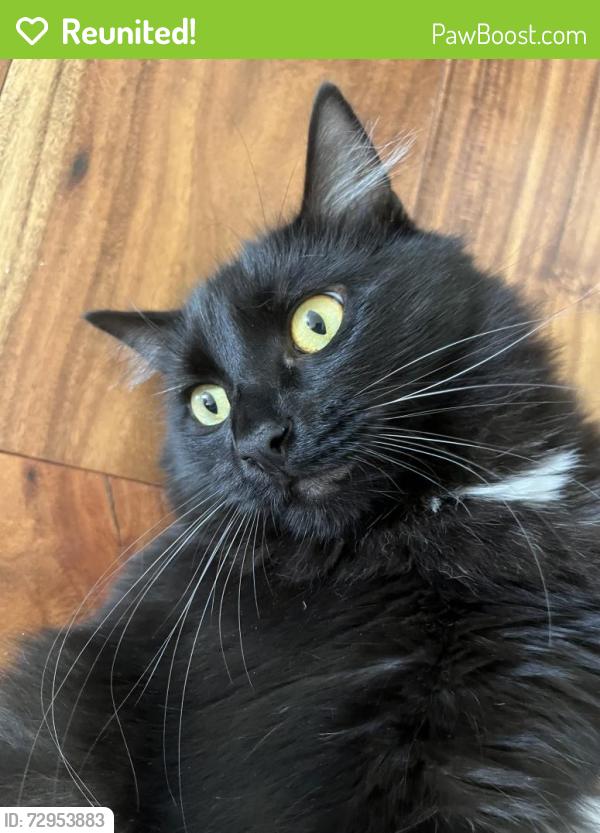 Reunited Male Cat last seen Sun City Boulevard , Lincoln, CA 95648