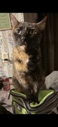 Lost Female Cat last seen E melissa Rd, Melissa, TX 75454