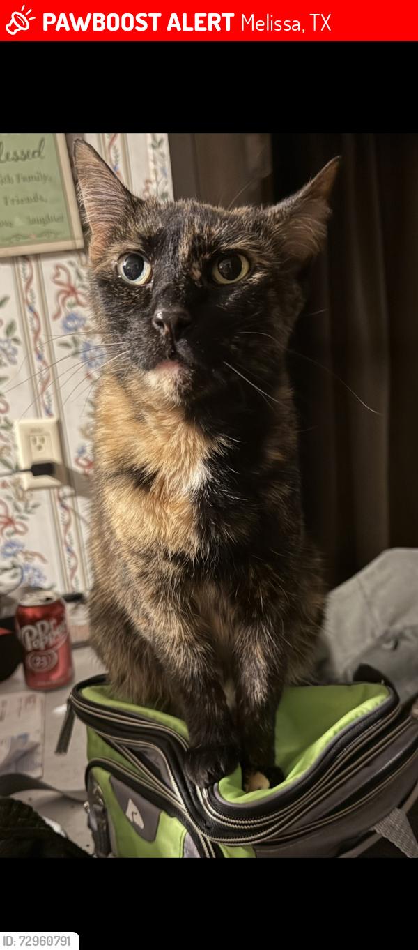 Lost Female Cat last seen E melissa Rd, Melissa, TX 75454