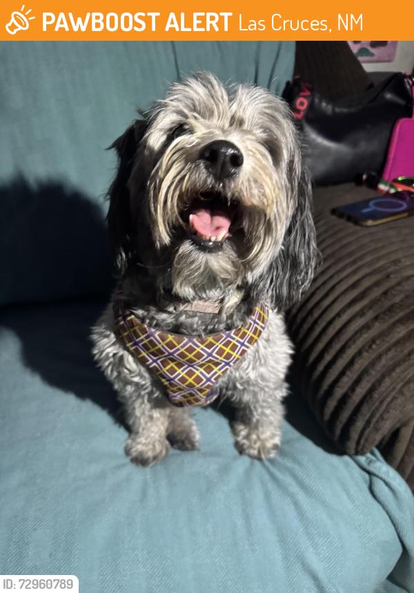 Found/Stray Female Dog last seen California Ave, Las Cruces, NM 88001