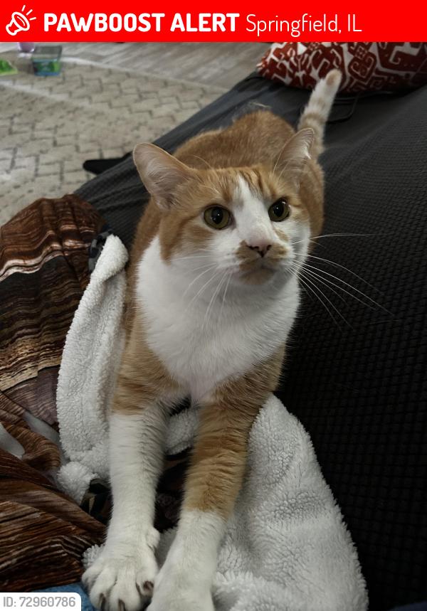 Lost Male Cat last seen Amos, county market, Dubois elementary , Springfield, IL 62704