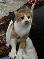 Lost Male Cat last seen Amos, county market, Dubois elementary , Springfield, IL 62704