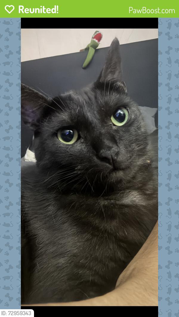 Reunited Male Cat last seen Topaz Elementary School, Topaz Lane, Bradford Street, Fullerton, CA 92831