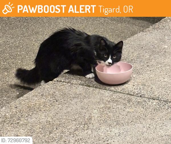 Found/Stray Unknown Cat last seen Sw townsville st, Tigard, OR 97224