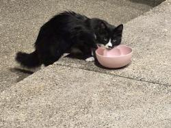 Found/Stray Unknown Cat last seen Sw townsville st, Tigard, OR 97224