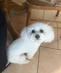 Lost Male Dog last seen Lucile and don ave, Stockton, CA 95209