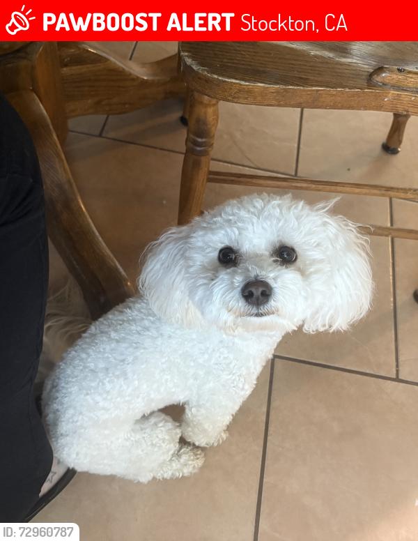 Lost Male Dog last seen Lucile and don ave, Stockton, CA 95209