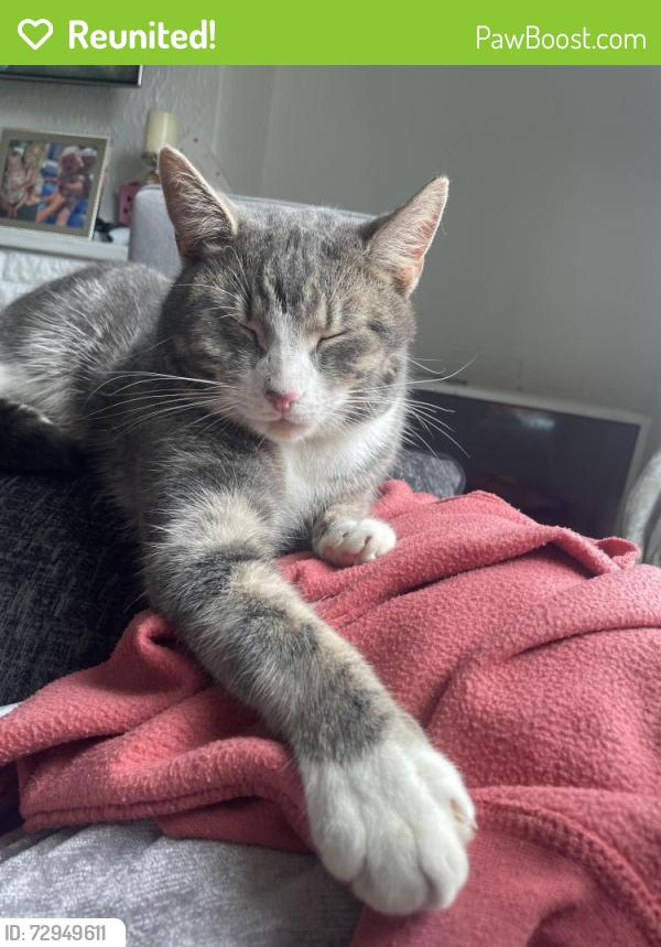 Reunited Male Cat last seen The bull , Penenden Heath, England ME14