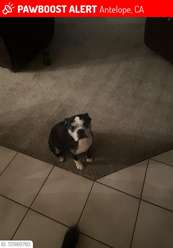 Lost Male Dog last seen Near Palmerson Dr, Antelope, CA 95843
