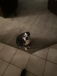 Lost Male Dog last seen Near Palmerson Dr, Antelope, CA 95843