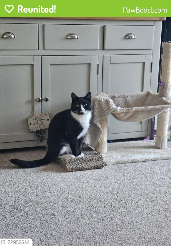 Reunited Male Cat last seen Little Week Road, Dawlish , Devon, England EX7 0RF
