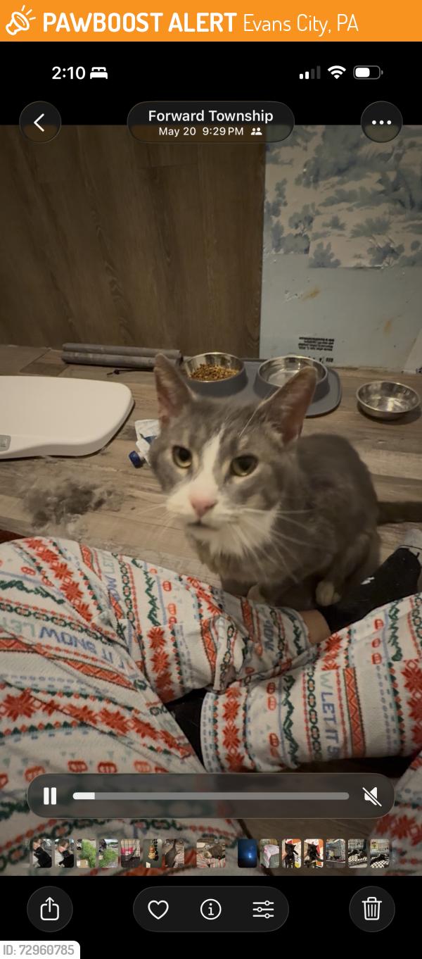 Found/Stray Male Cat last seen Water station road, Evans City, PA 16033