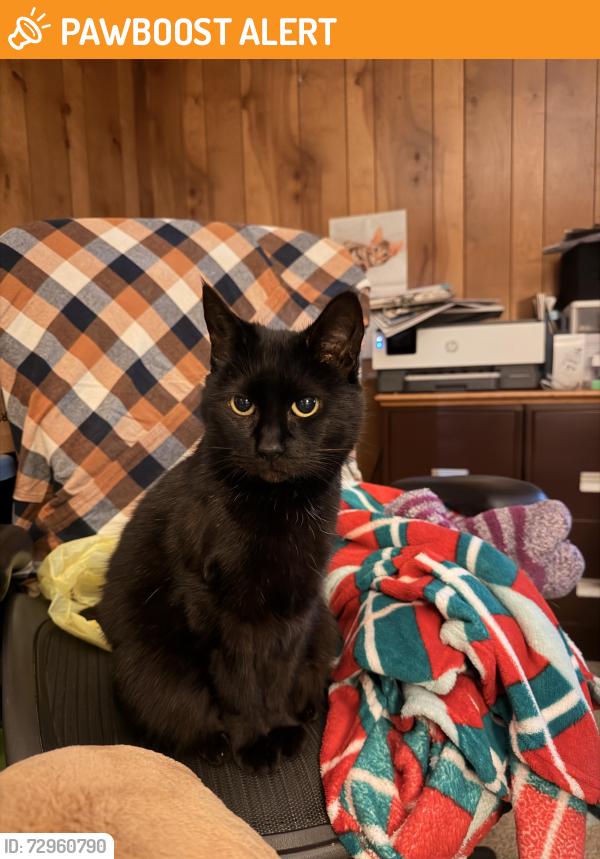 Found/Stray Female Cat last seen Lyman Lake area, Spartanburg County, SC 29365