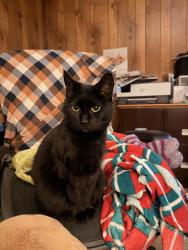 Found/Stray Female Cat last seen Lyman Lake area, Spartanburg County, SC 29365
