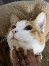Lost Male Cat last seen Near W 24th St, building M, Lawrence, KS 66046