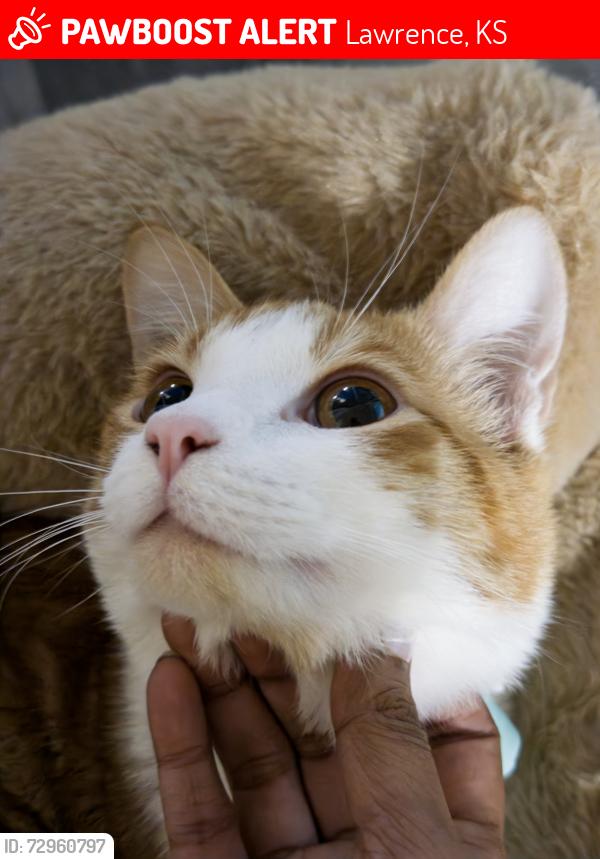Lost Male Cat last seen Near W 24th St, building M, Lawrence, KS 66046