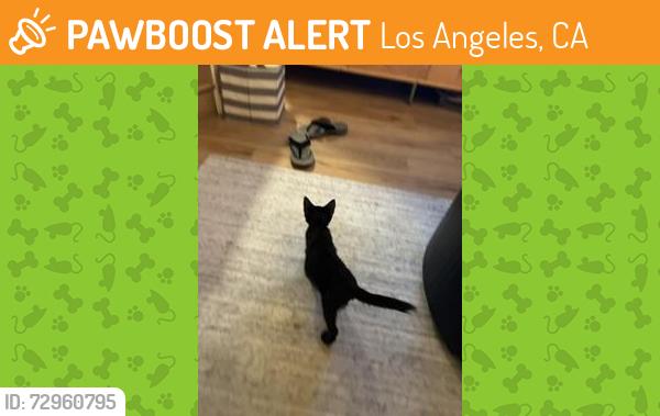 Found/Stray Female Cat last seen roxbury park, Los Angeles, CA 90212
