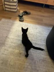Found/Stray Female Cat last seen roxbury park, Los Angeles, CA 90212