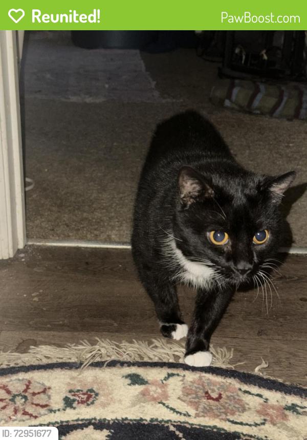 Reunited Male Cat last seen Near Portofino Ct, Wilmington, NC 28412, USA, Wilmington, NC 28412