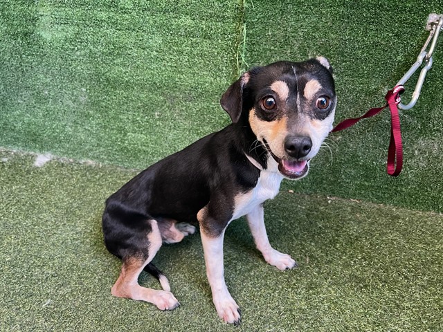 Shelter Stray Male Dog last seen , Quartz Hill, CA 93536