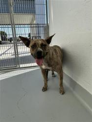 Shelter Stray Female Dog last seen Near BLOCK W ROY AVE, FRESNO CA 93706 5630, Fresno, CA 93727