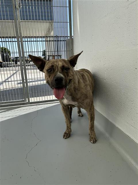 Shelter Stray Female Dog last seen Near BLOCK W ROY AVE, FRESNO CA 93706 5630, Fresno, CA 93727